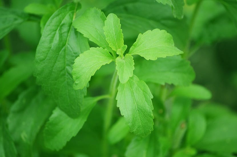 cultivar planta de la Stevia en casa