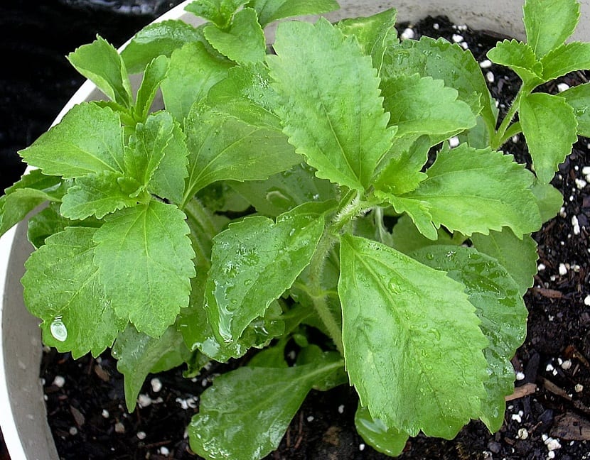 cultivar stevia en maceta