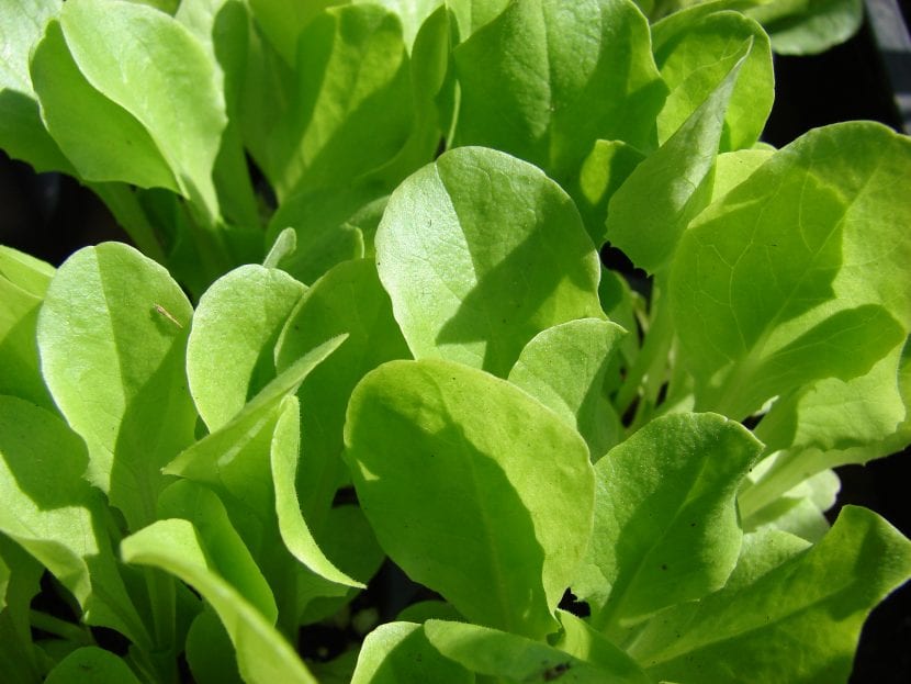 Brotes tiernos de lechuga
