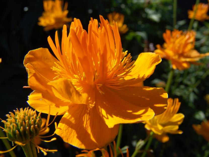 Flor