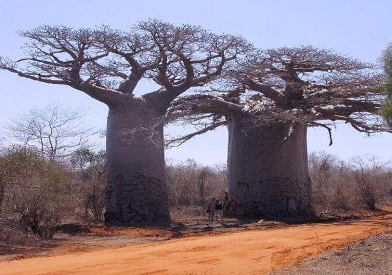 Baobab
