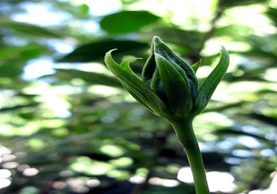 Planta