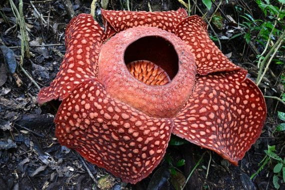 Rafflesia