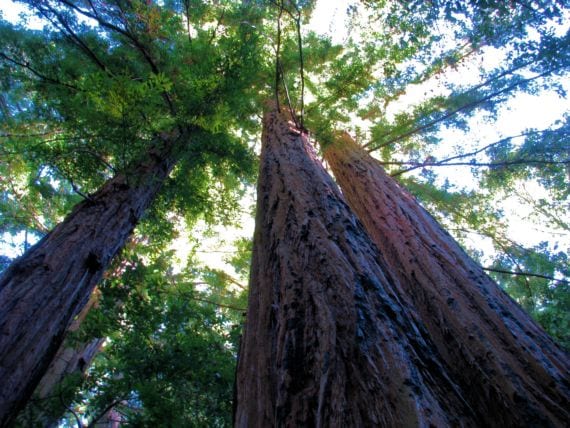 Sequoia