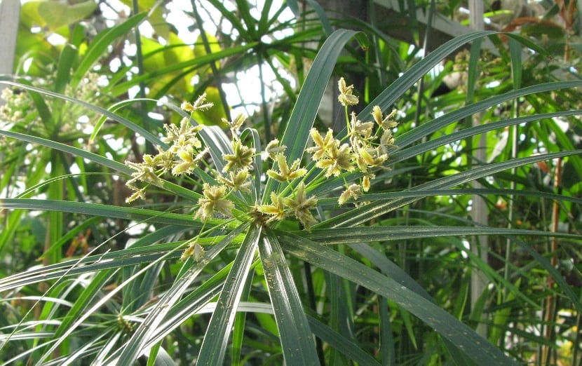 Cyperus alternifolius