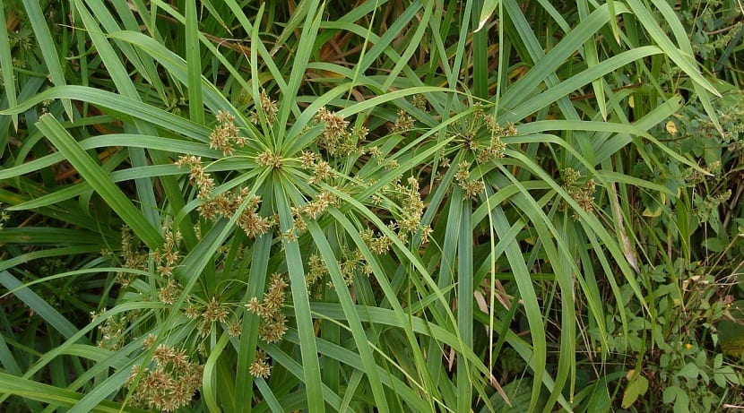 Cyperus