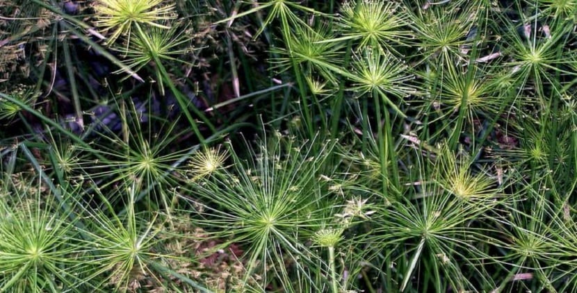 caracteristicas del cyperus