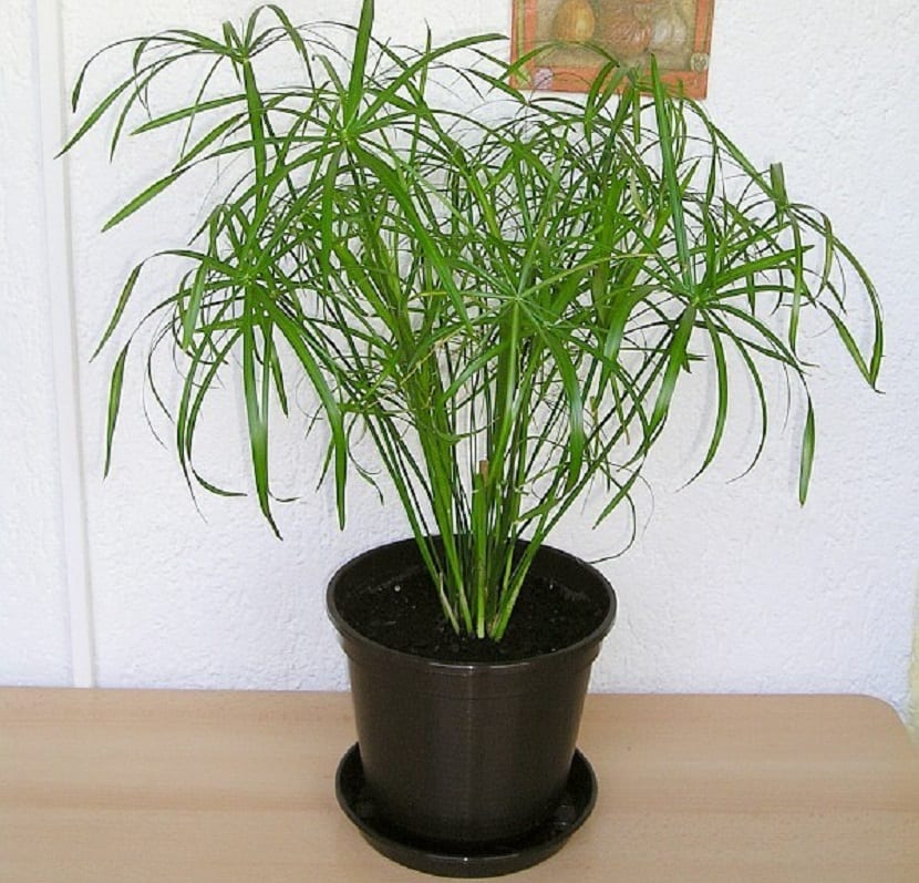 planta de cyperus de interior