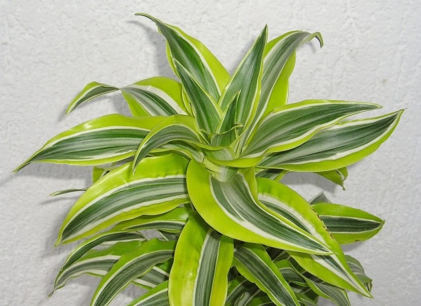 Ejemplar de Dracaena