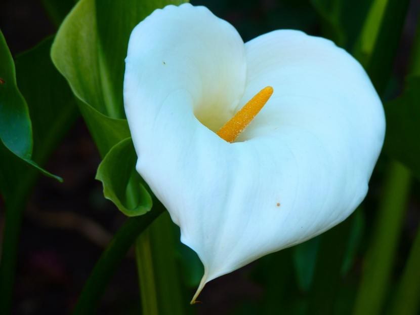 Cala blanca en flor