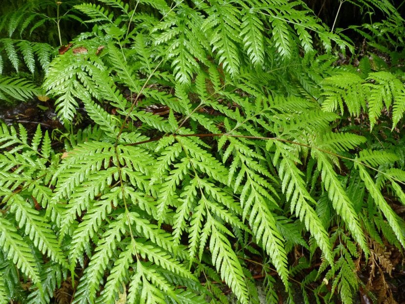 Vista de las hojas del Pteris berteroana