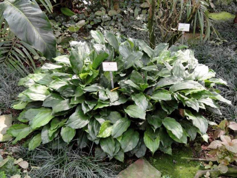 Aspidistra