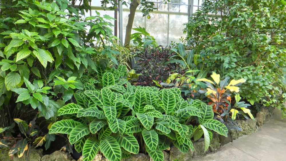 Dónde colocar las plantas según la luz que necesitan