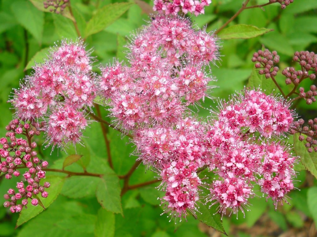Planta flor