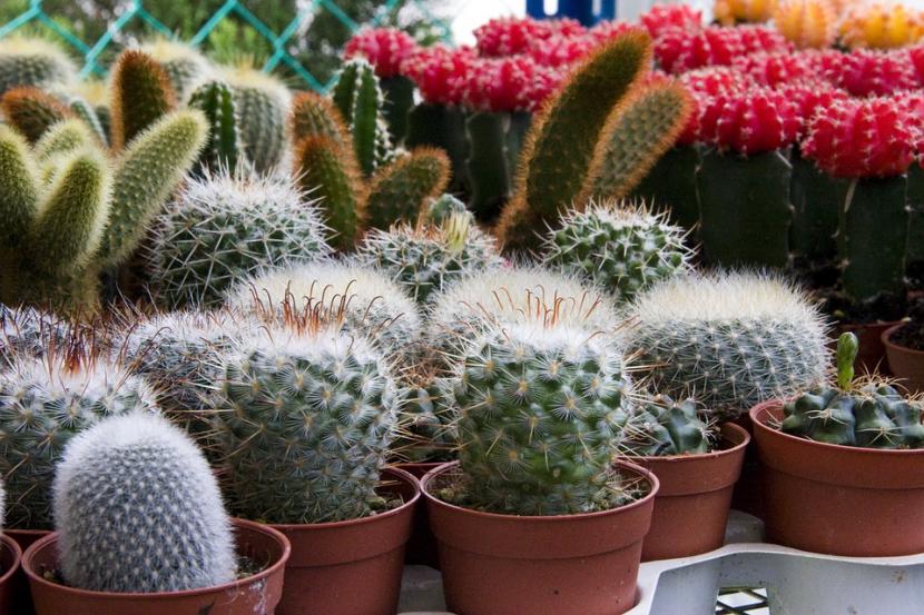 Cactus en vivero