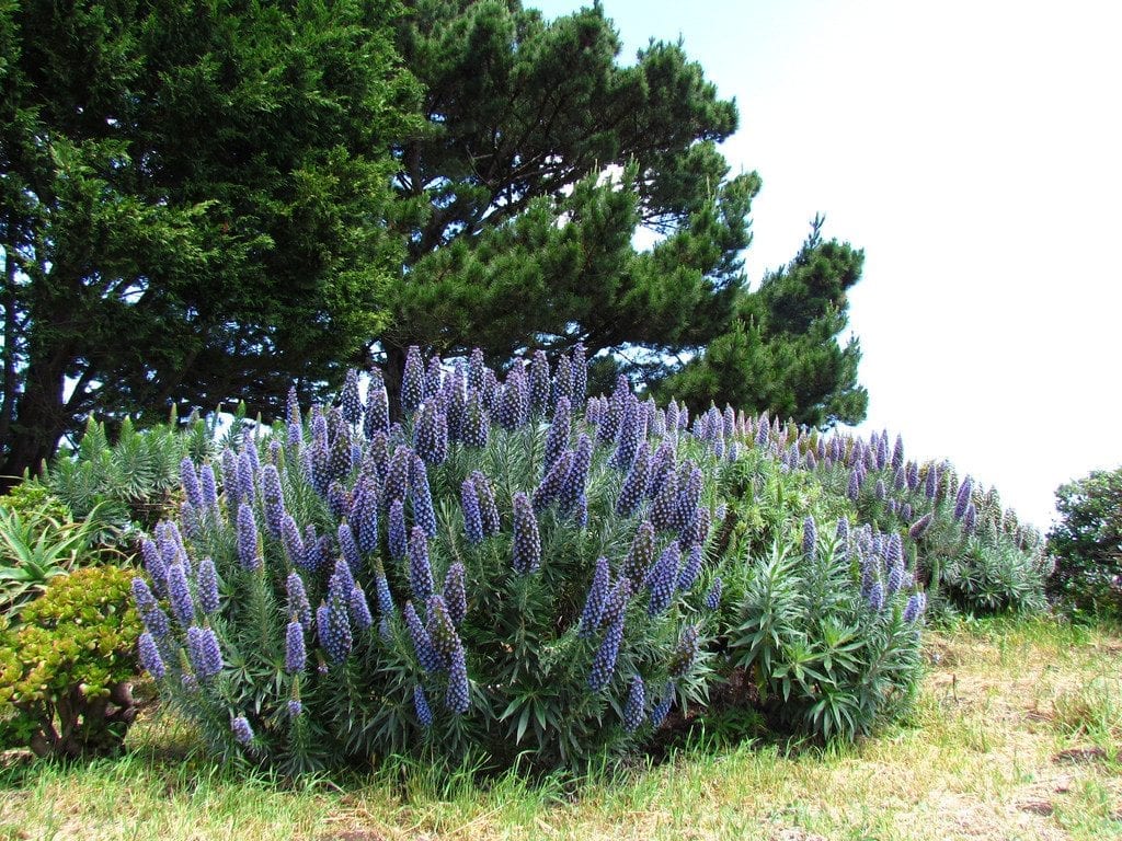 Echium fastuosum