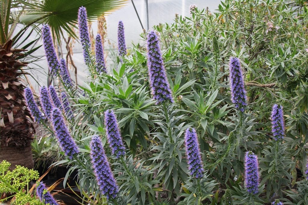 Echium fastuosum