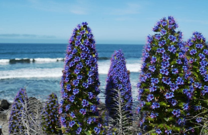 Mata completa de Echium fastuosum con su porte redondeado
