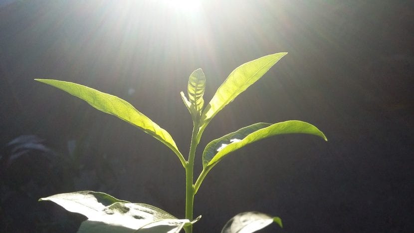 Planta a pleno sol