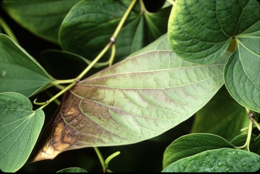 Planta quemada por el sol