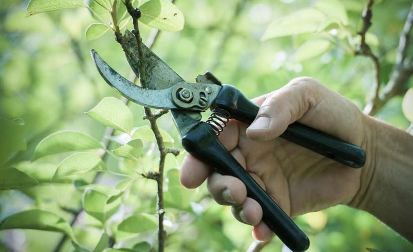 Podar plantas: por qué, cuándo y cómo hacerlo bien