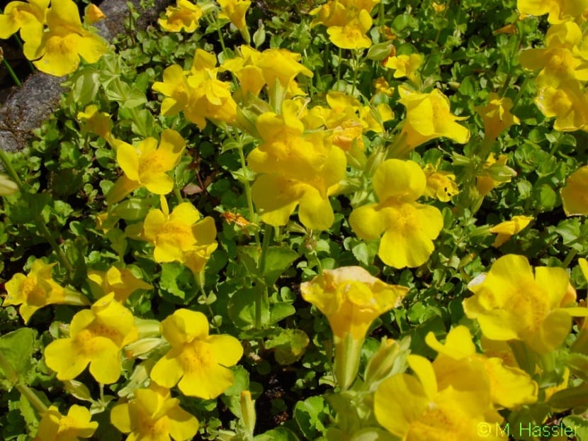 Cuidados de Mimulus