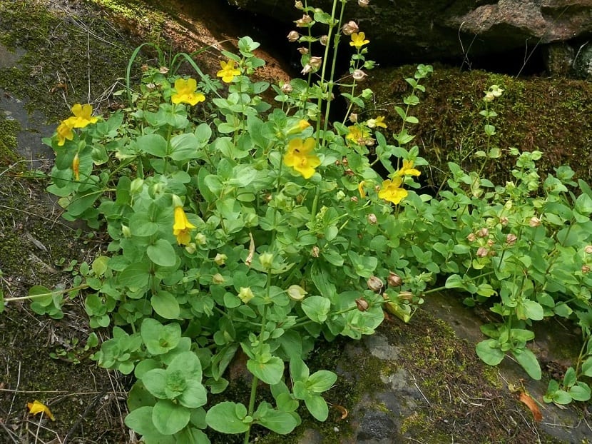 Mimulus en ecosistema natural