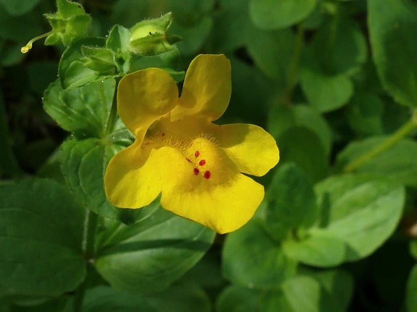 Mimulus