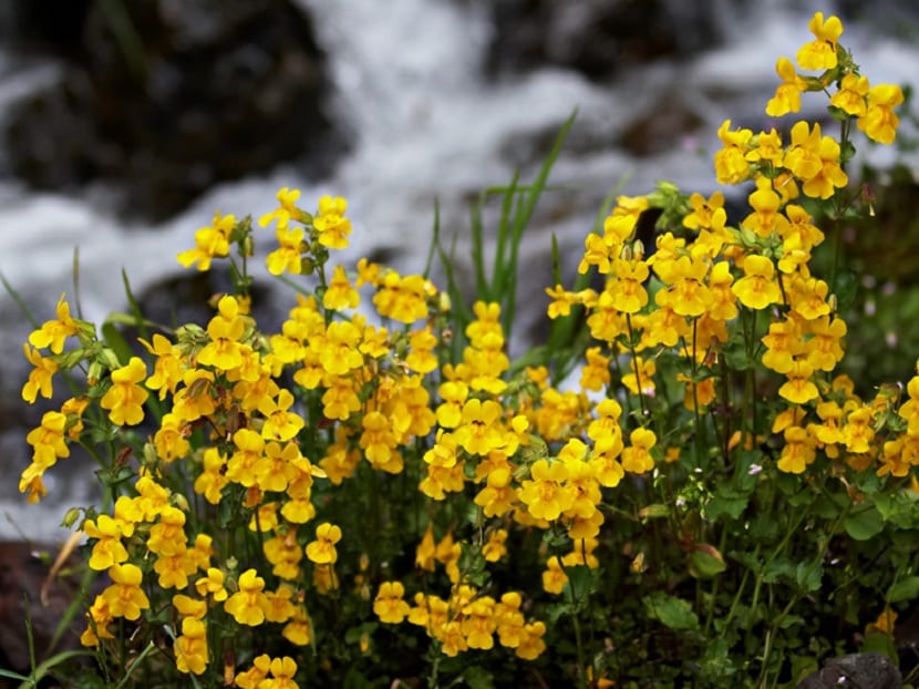 Mimulus: especies, cuidados y multiplicación