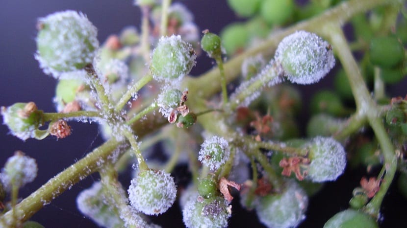 mildiu de la vid que afecta al cultivo