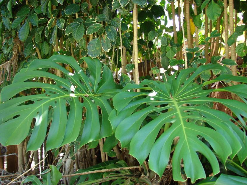 Riego en invierno: cada cuánto regar sin pudrir la planta