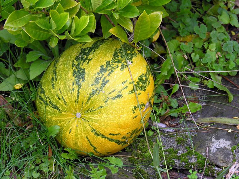 El zapallo: fruto en botánica, hortaliza en la cocina