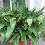 Vista de la Aspidistra, una planta de hojas verdes