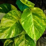 Epipremnum aureum