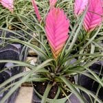 Tillandsia cynaea