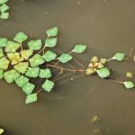 La castaña de agua es una acuática que se puede tener en maceta