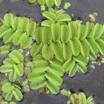 El helecho acuático es una planta perenne