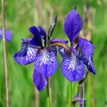 El lirio de agua es una planta de flor preciosa