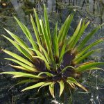 La pita de agua es una planta ideal para macetas sin agujeros