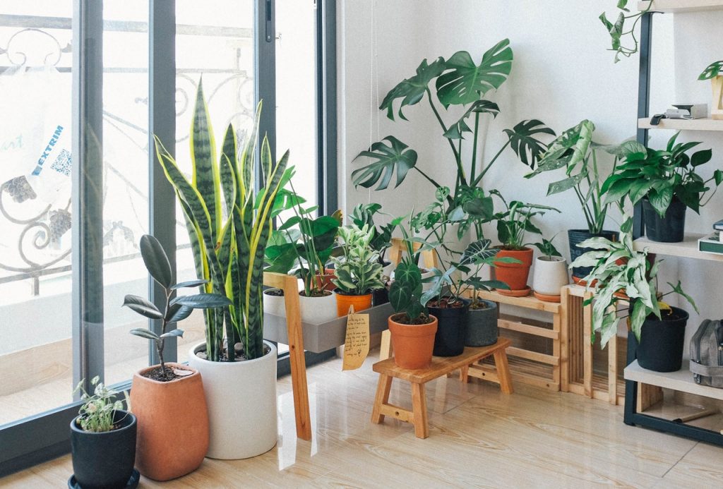 Plantas de interior junto a una ventana