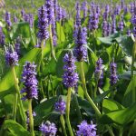 La Pontederia es una planta herbácea perenne