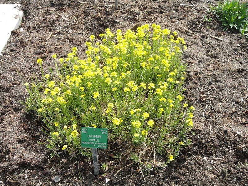 Vista del Erysimum humile