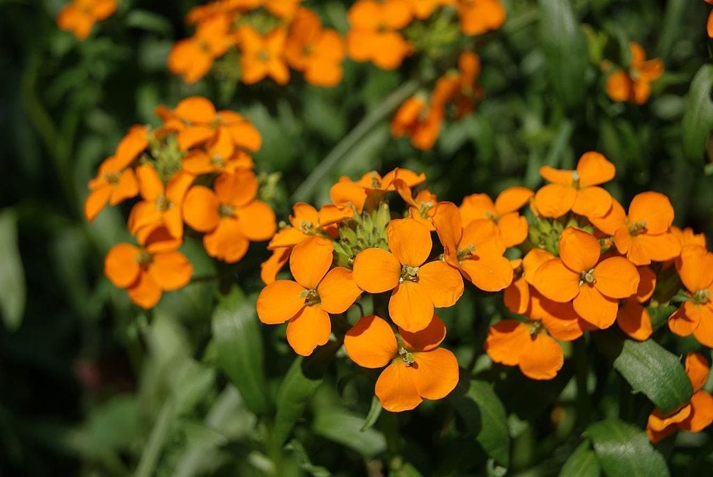 Erysimum: cuidados, especies y poda del alhelí de jardín