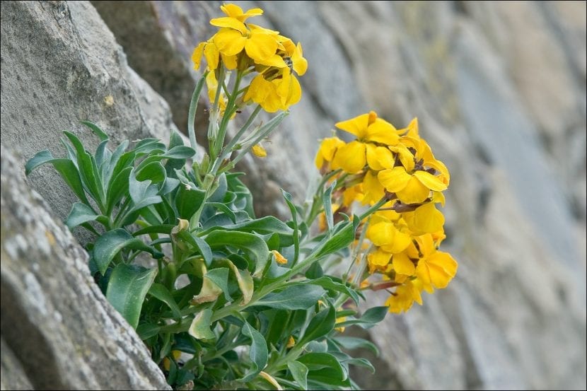 Erysimum cheiri