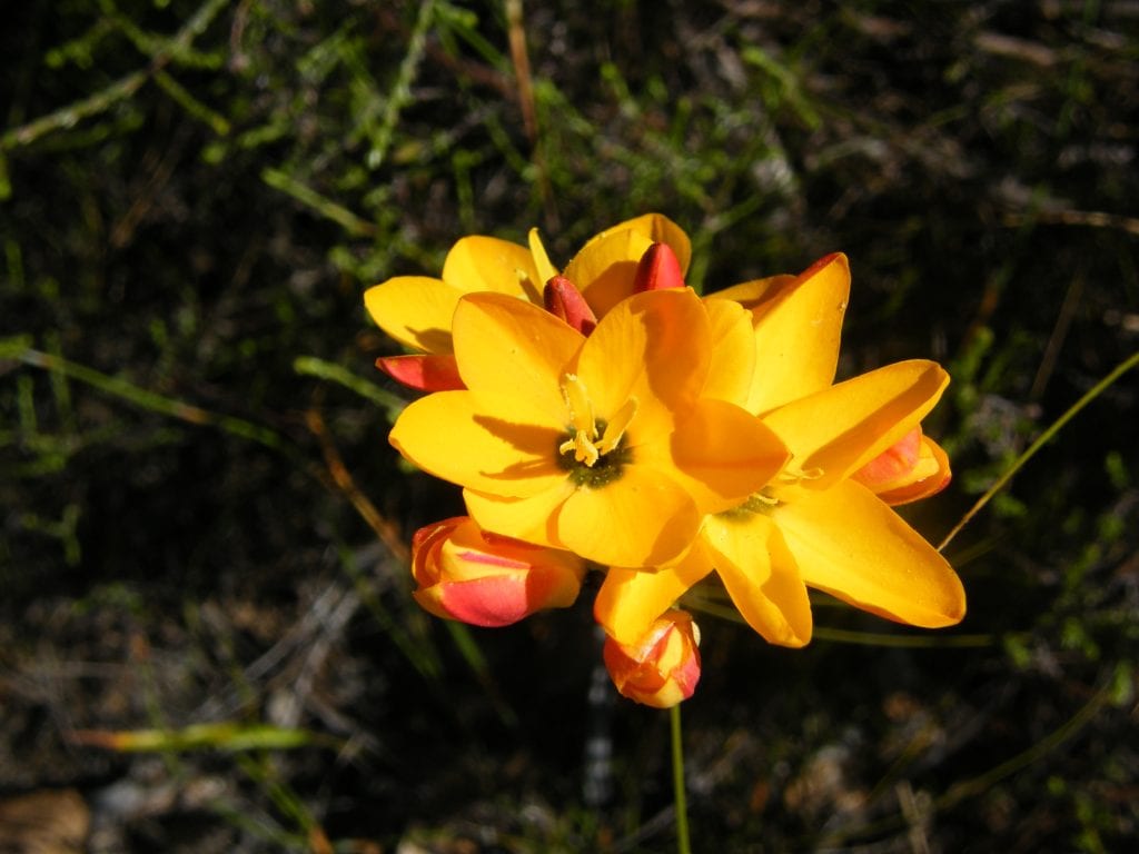 ixia_dubia