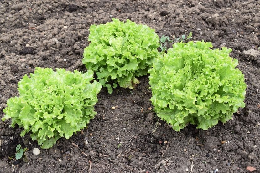 Lechugas cultivadas en el huerto