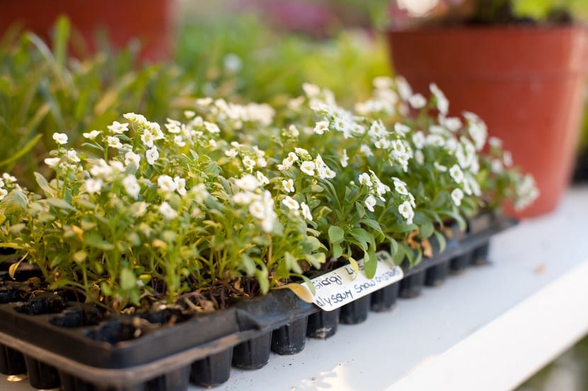 Plantas
