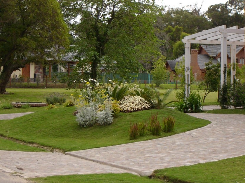 Plantas