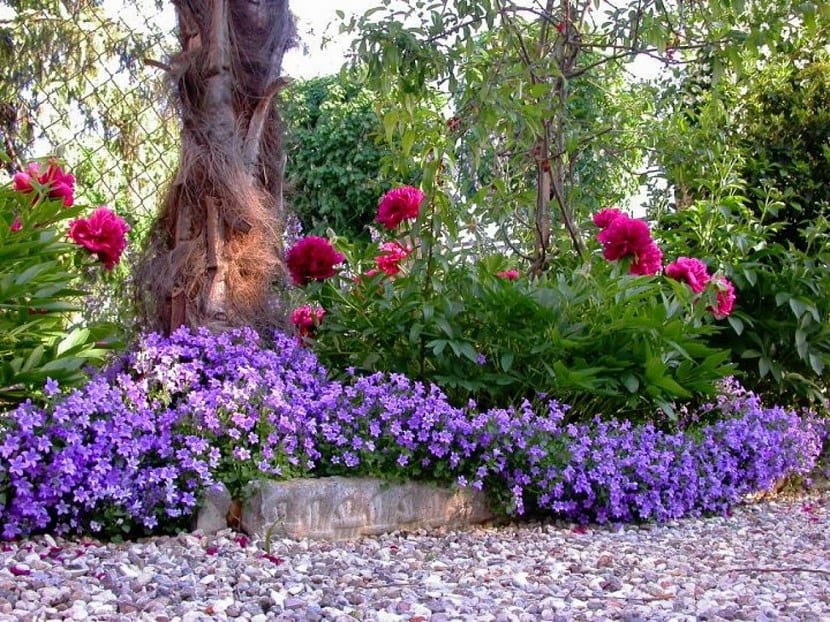 Plantas