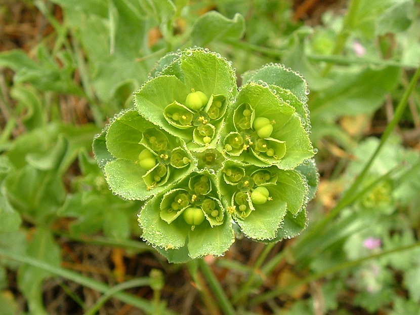 Cuiados de la euphorbia helioscopia